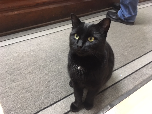 City Hall Cat Finds New Home