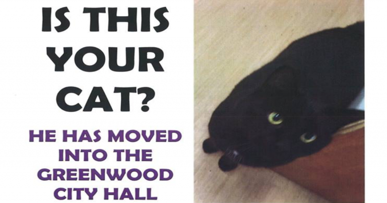 Cat Makes Himself At Home in Greenwood City Hall