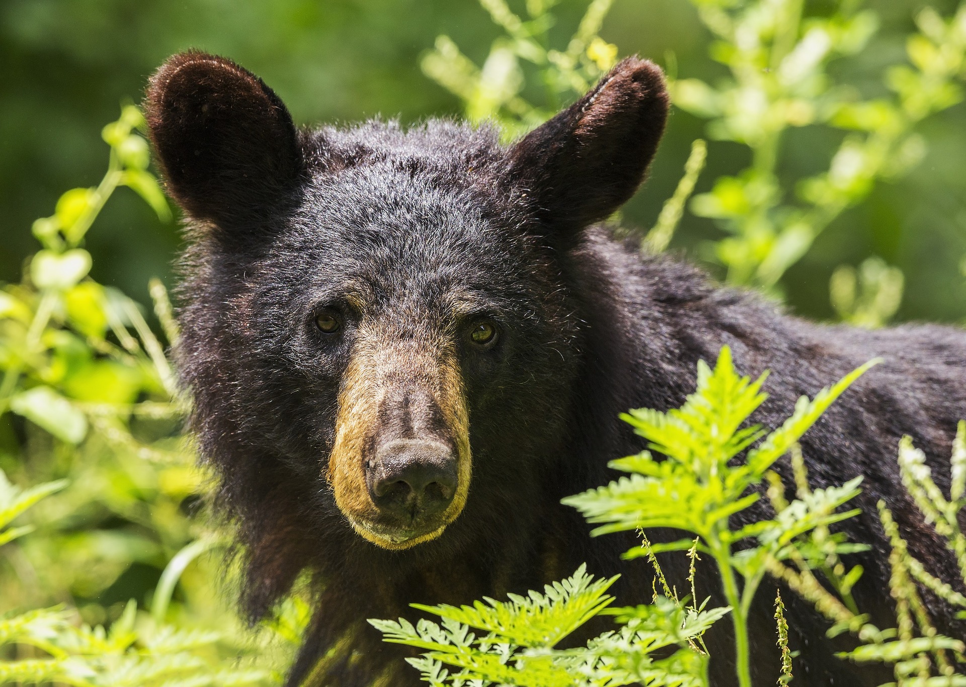 Discover Black Bears Gurnee: A Thrilling Wildlife Adventure In Illinois