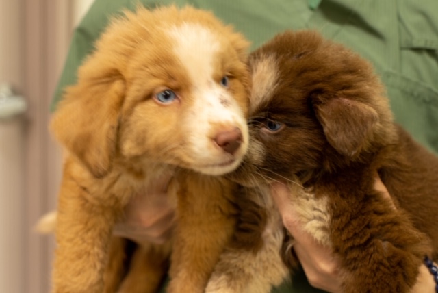 Puppies seized by Trail RCMP during investigation of false stabbing report