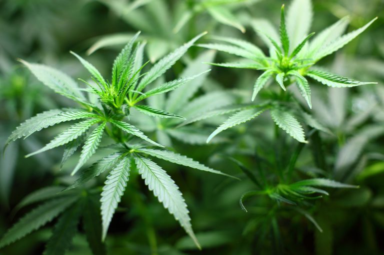 New research suggests cannabis use during pregnancy could increase risk of autism