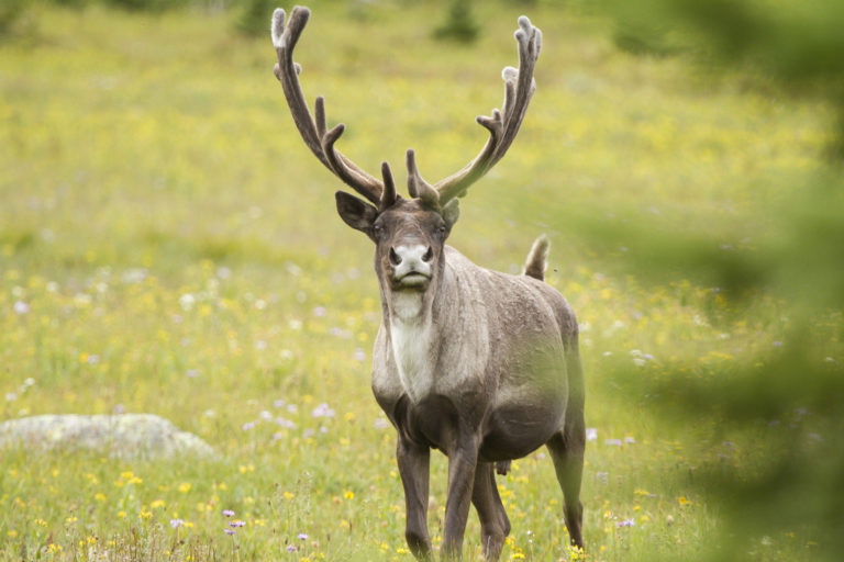 Provincial conservation groups calling next B.C. Government to address dwindling wildlife numbers