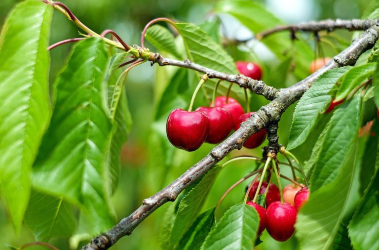 Provincial relief coming for B.C. farmers   