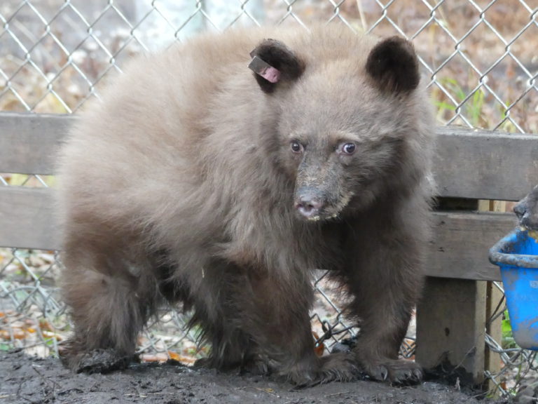 Wildlife shelter cares for Boundary bear cubs