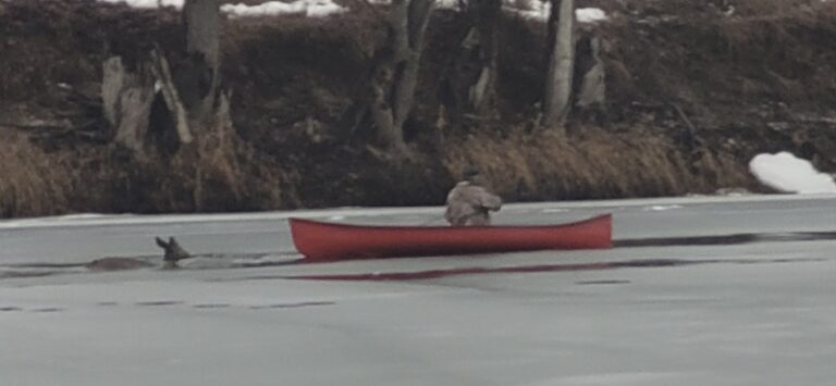 Deer rescued from Kettle River near Grand Forks