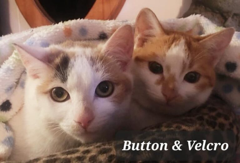 Grand Forks cat shelter seeking new home