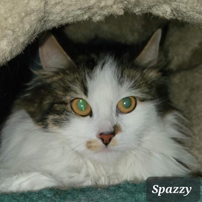 Possible home found for Boundary cat shelter