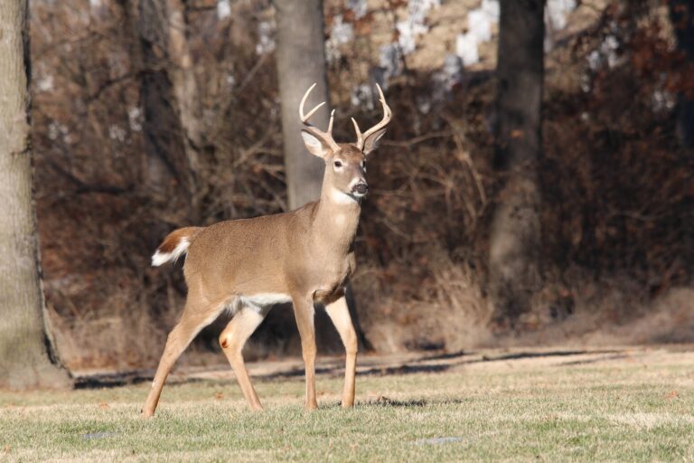Man fined for killing deer near Bridesville
