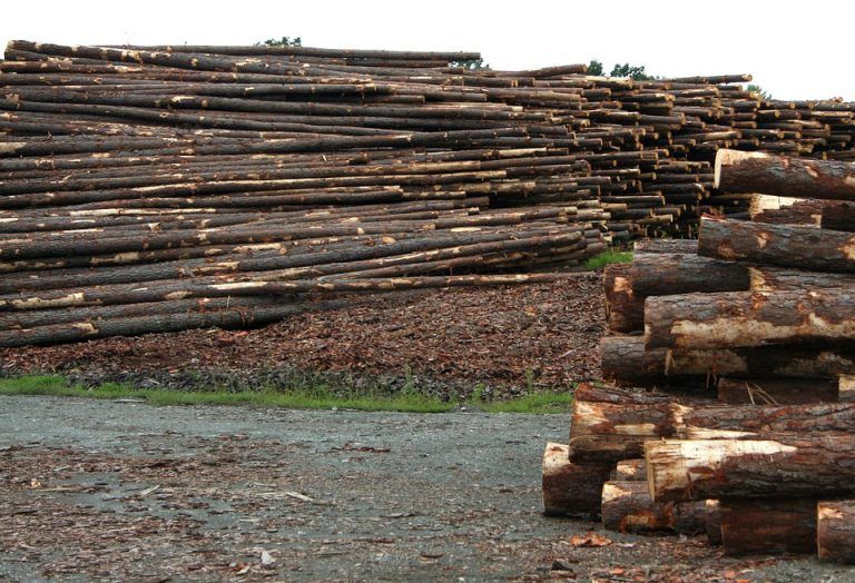 Forest Practices board to audit BC Timber Sales in Boundary