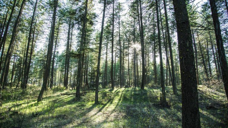 Greenwood, Midway receive dividends from West Boundary Community Forest