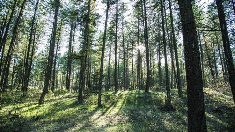 Province announces $300 million nature fund