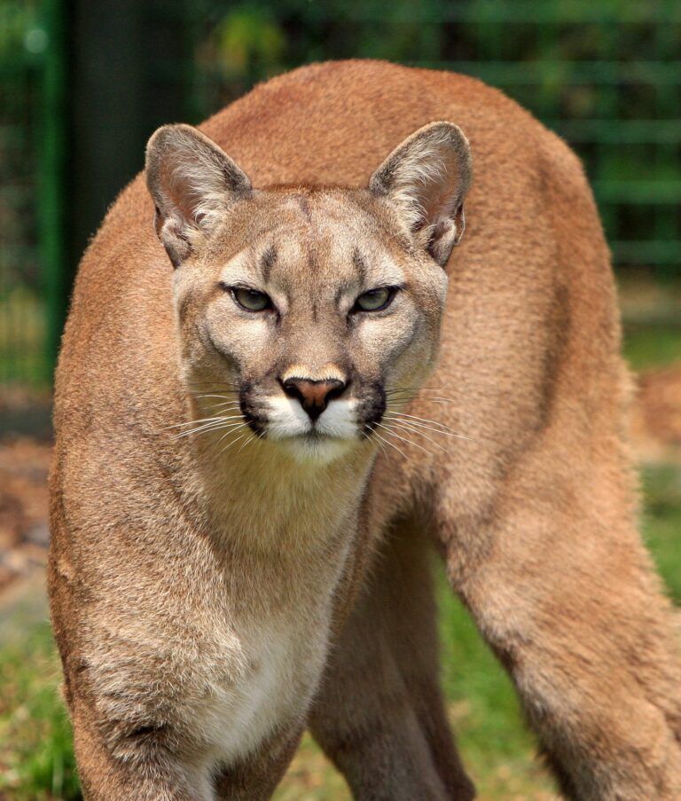 Cougar attacks horse in Midway