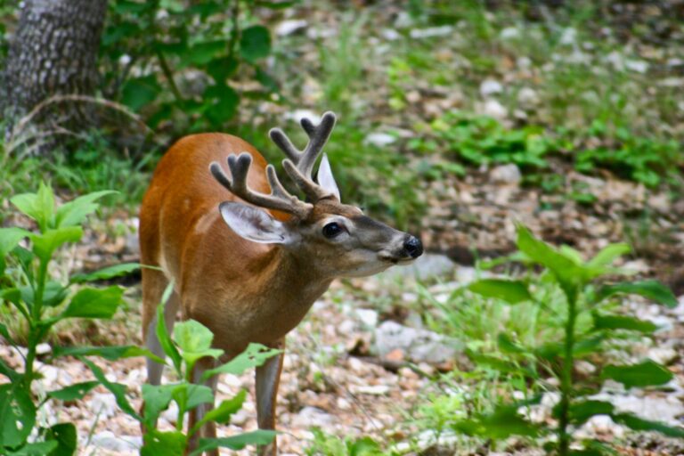 B.C.’s first cases of chronic wasting disease found near Cranbrook