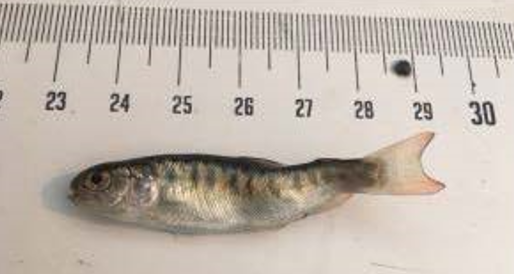 Whirling disease threatens Kootenay Lake fisheries