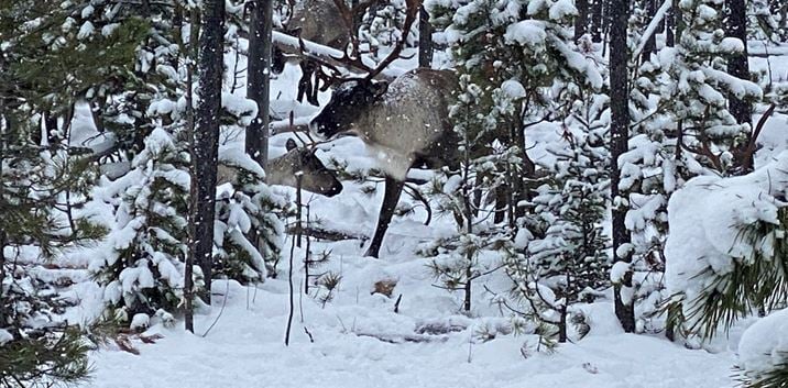 Wildsight seeking immediate action on caribou habitat loss