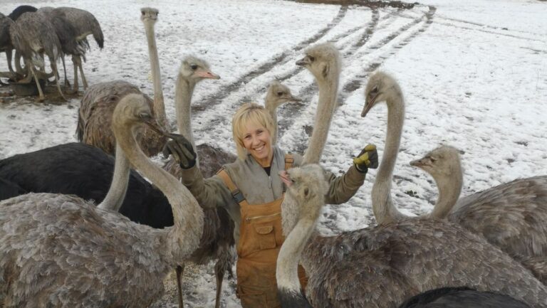 Fighting for survival; Ostrich cull order nears for Edgewood farm