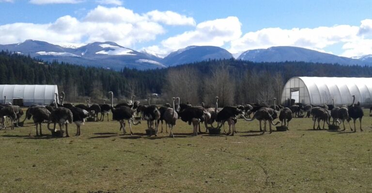 Edgewood Ostriches survive another day